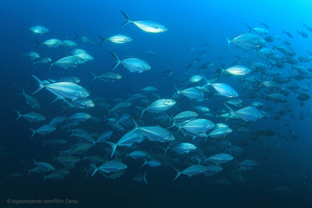 Learn from the Animals DOES GOD EXIST? TODAY