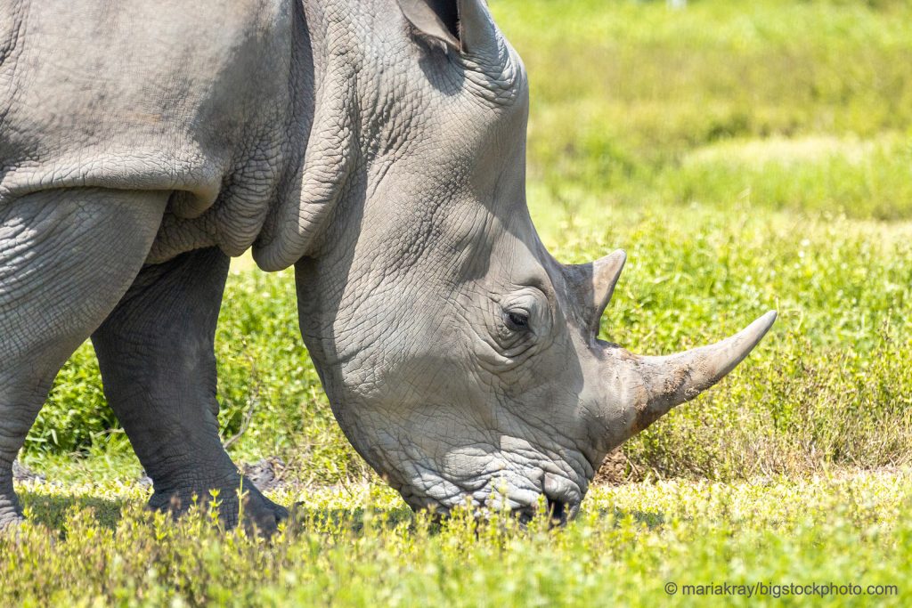 Rhino Horns and Poachers DOES GOD EXIST? TODAY