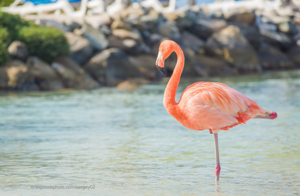 Why Birds Stand on One Leg DOES GOD EXIST? TODAY