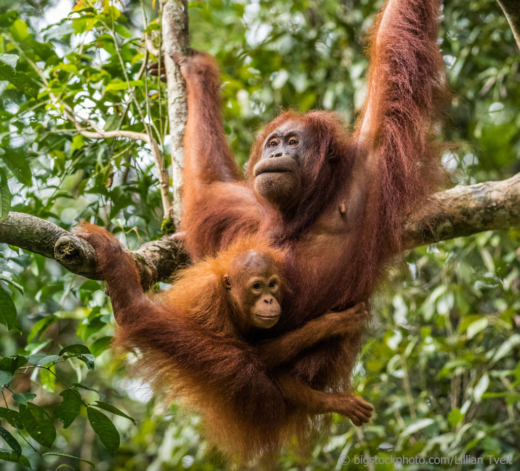  Nursing  Orangutans and Evolution Does God Exist Today