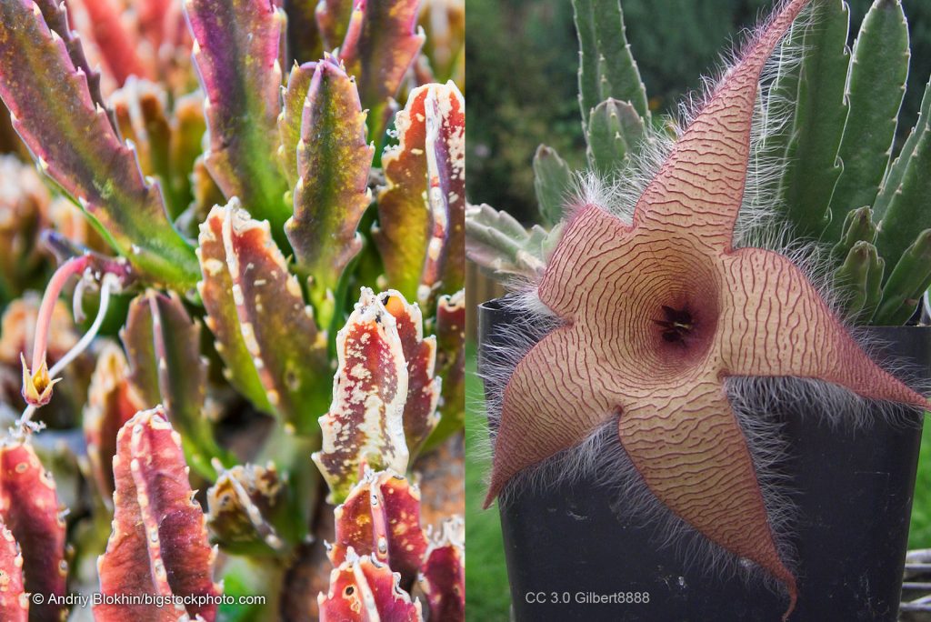 Carrion Cactus Fools Flies DOES GOD EXIST? TODAY