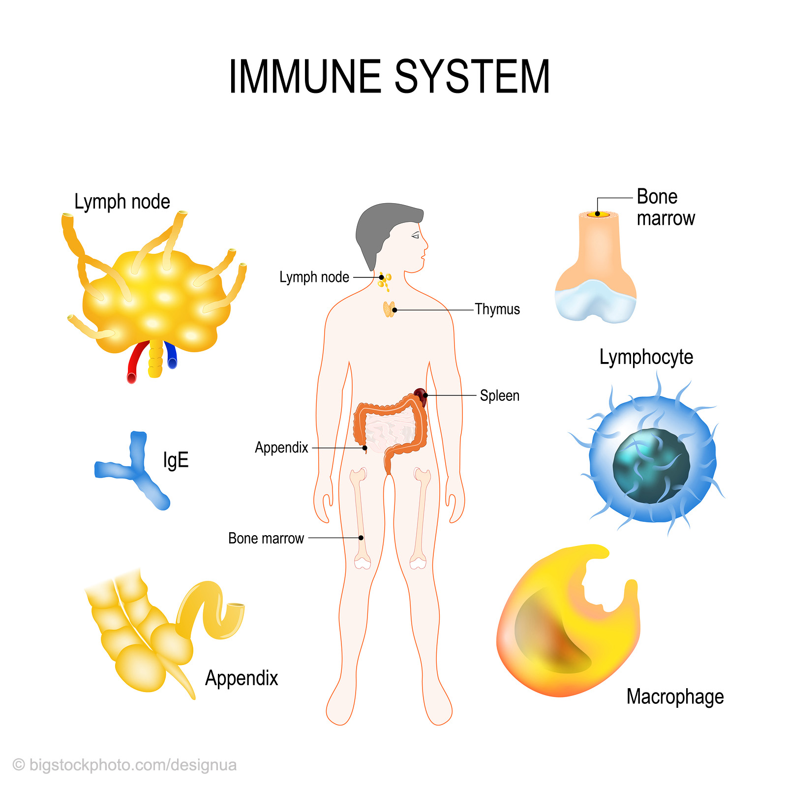 Human Immune System - Does God Exist? Today