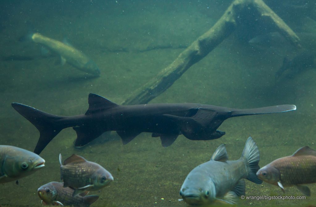 Electroreceptors of Paddlefish - DOES GOD EXIST? TODAY