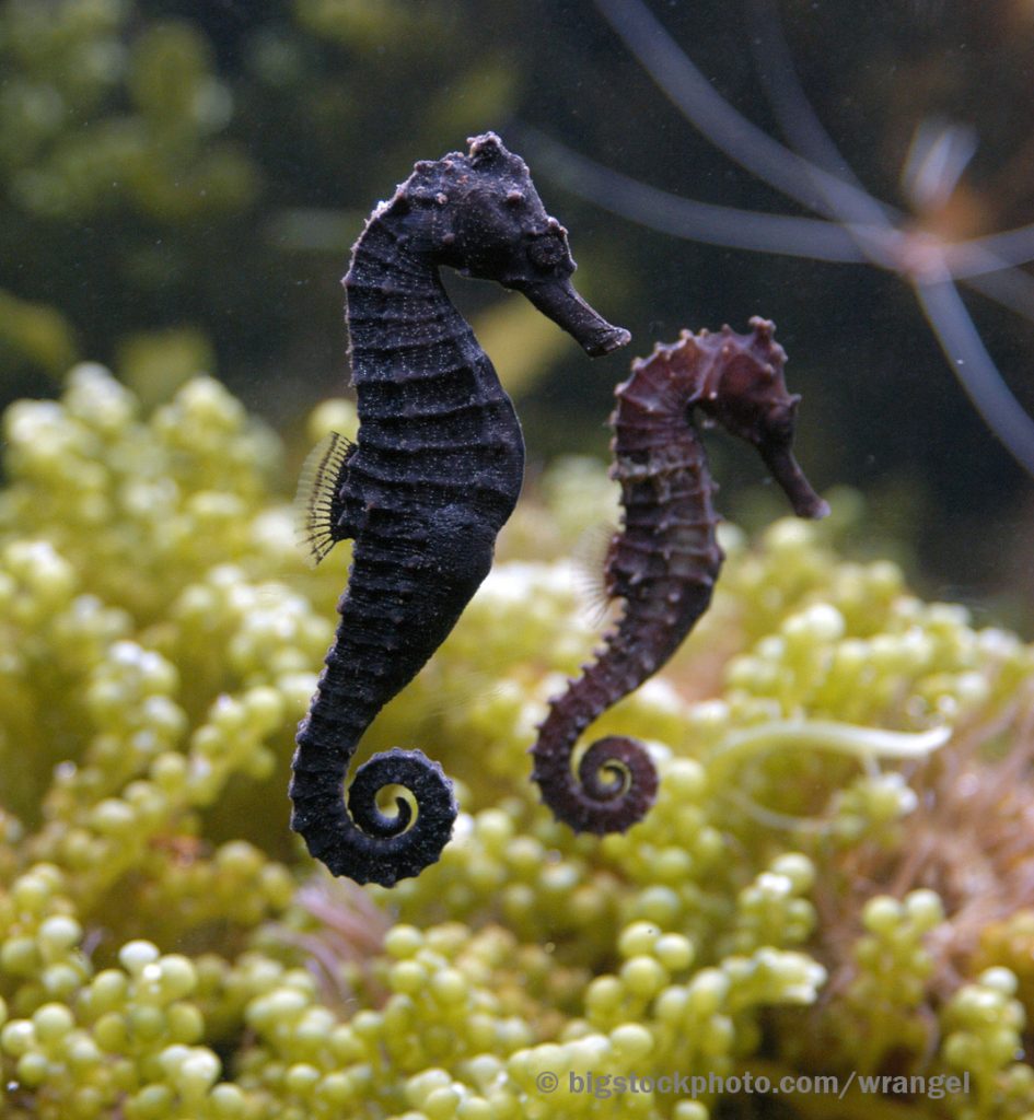 wild republic seahorse