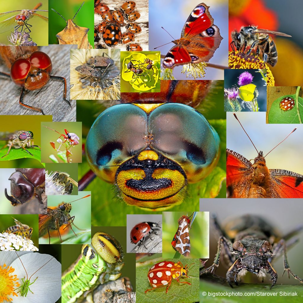 Value of Insects in the Ecosystem - DOES GOD EXIST? TODAY