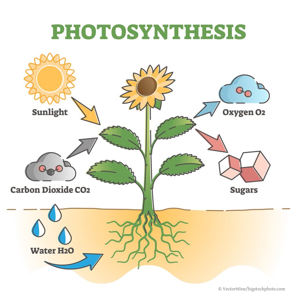 Complex Photosynthesis and Life - DOES GOD EXIST? TODAY