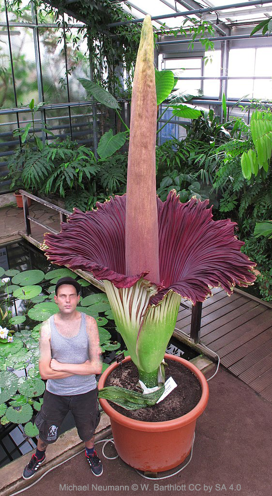 Corpse Plant Design and Pollination - DOES GOD EXIST? TODAY