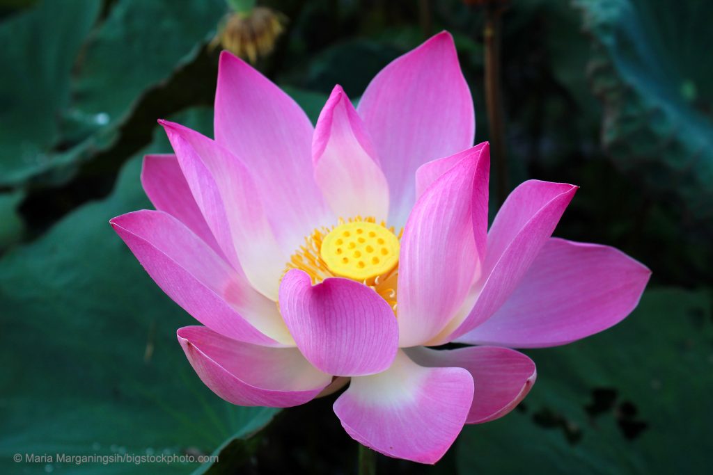 Unusual Properties of the Sacred Lotus - DOES GOD EXIST? TODAY