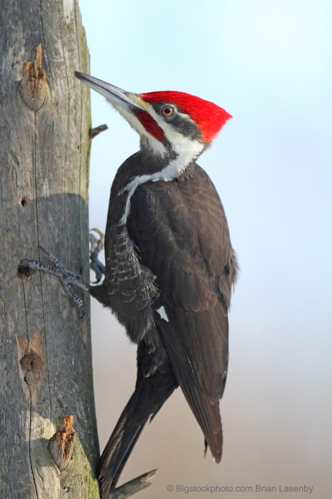 How Can a Woodpecker’s Brain Survive the Hammering? - DOES GOD EXIST? TODAY