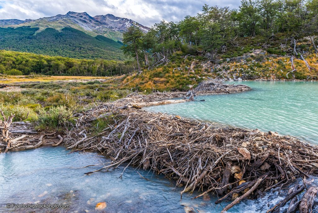 Beavers Can Help Reduce A Climate Change Problem DOES GOD EXIST TODAY   Animal Beaver Dam 1024x684 