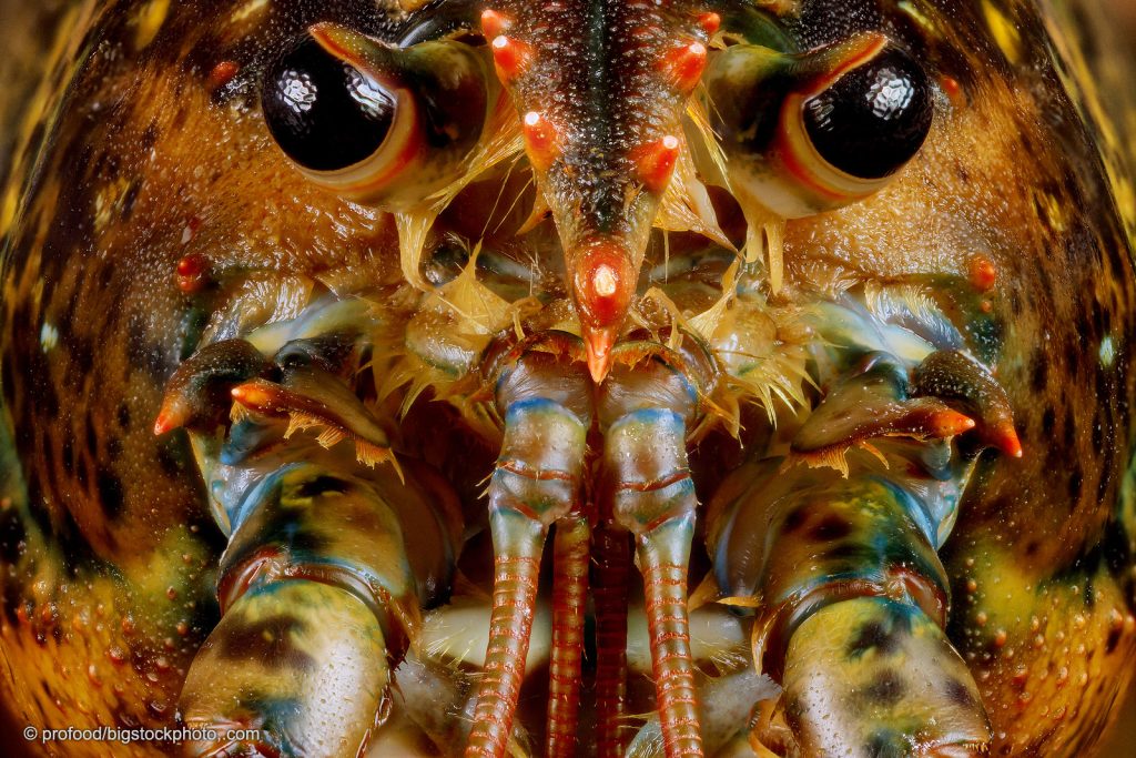 The Design of Lobster Eyes DOES GOD EXIST? TODAY