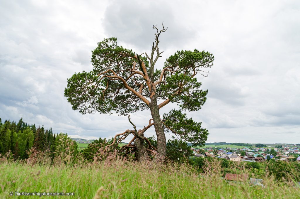Tale of The Lonesome Pine Does God Exist? Today