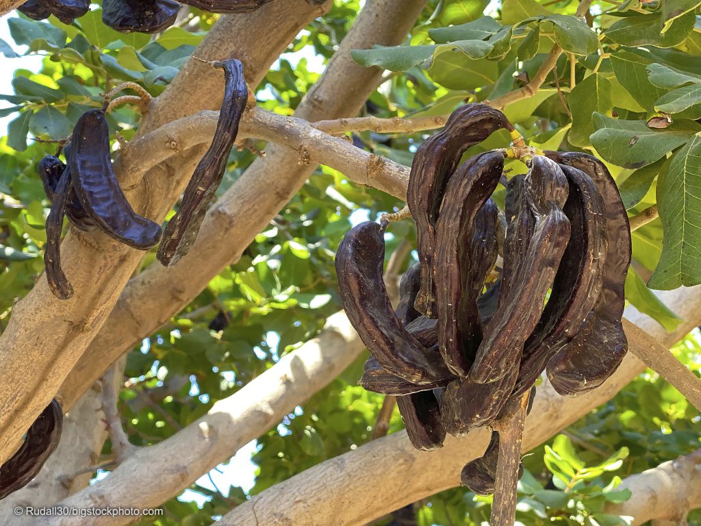 The Prodigal Son and Carob Pods DOES GOD EXIST? TODAY