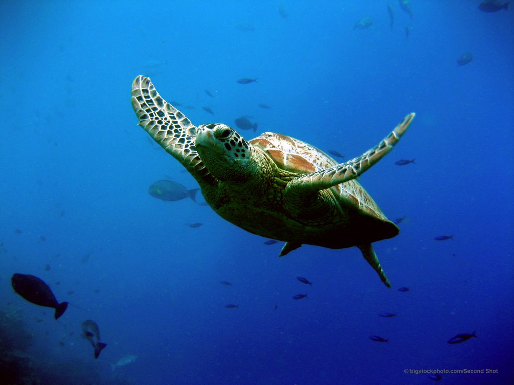 Green Sea Turtles And Migration Does God Exist Today 