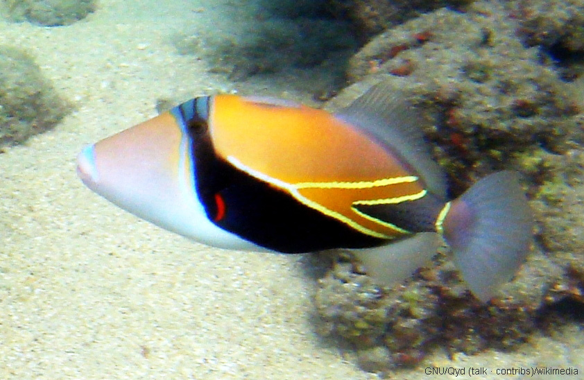 Hum Hum Fish Humuhumunukunukuapua'a - DOES GOD EXIST? TODAY